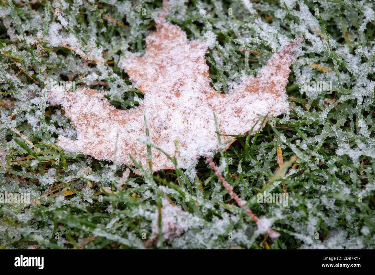 A maple leaf is covered with snow in a park during the first snow if the season in Kingston, Ontario on Tuesday, October 27, 2020. Stock Photo
