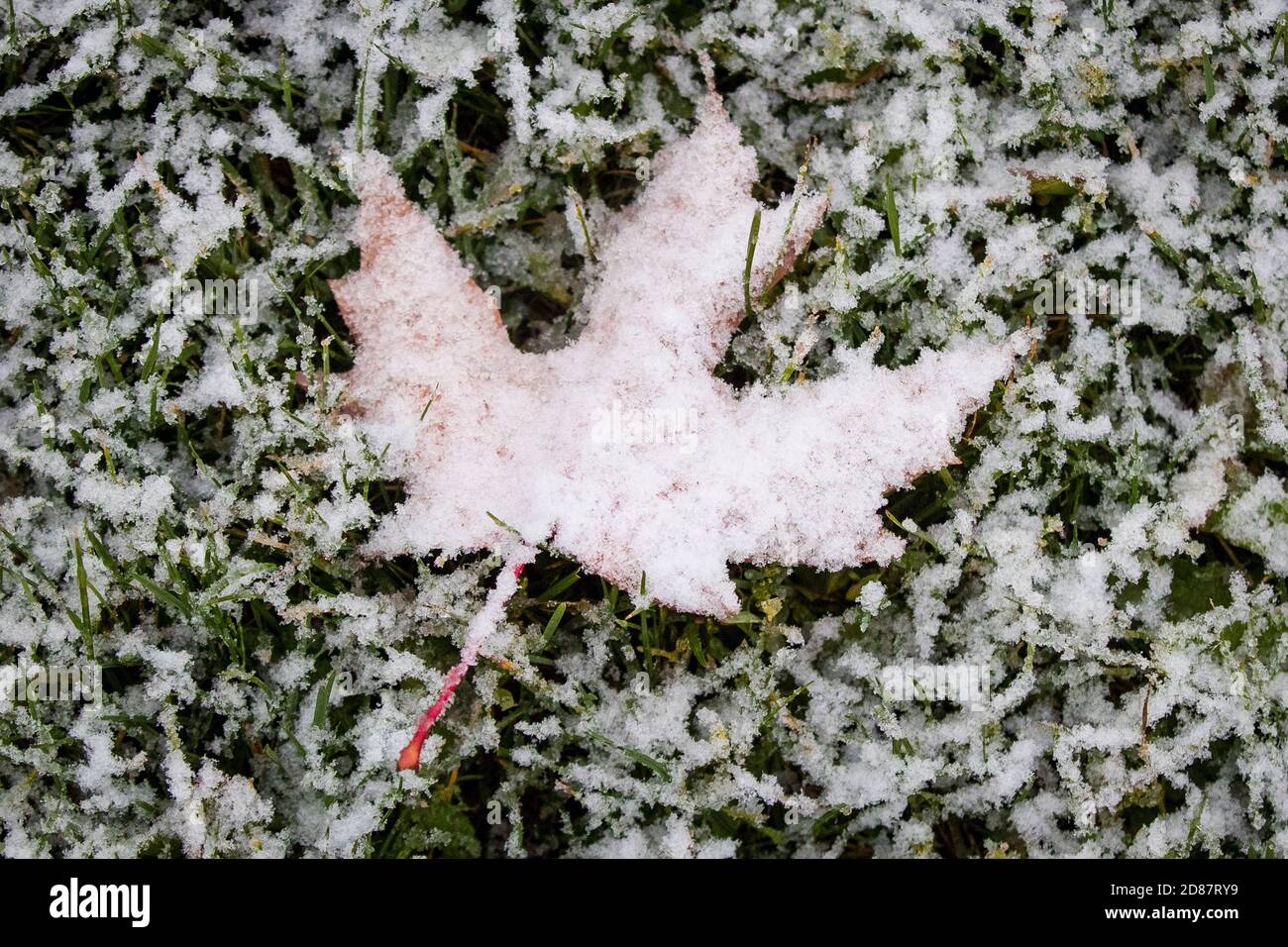 A maple leaf is covered with snow in a park during the first snow if the season in Kingston, Ontario on Tuesday, October 27, 2020. Stock Photo