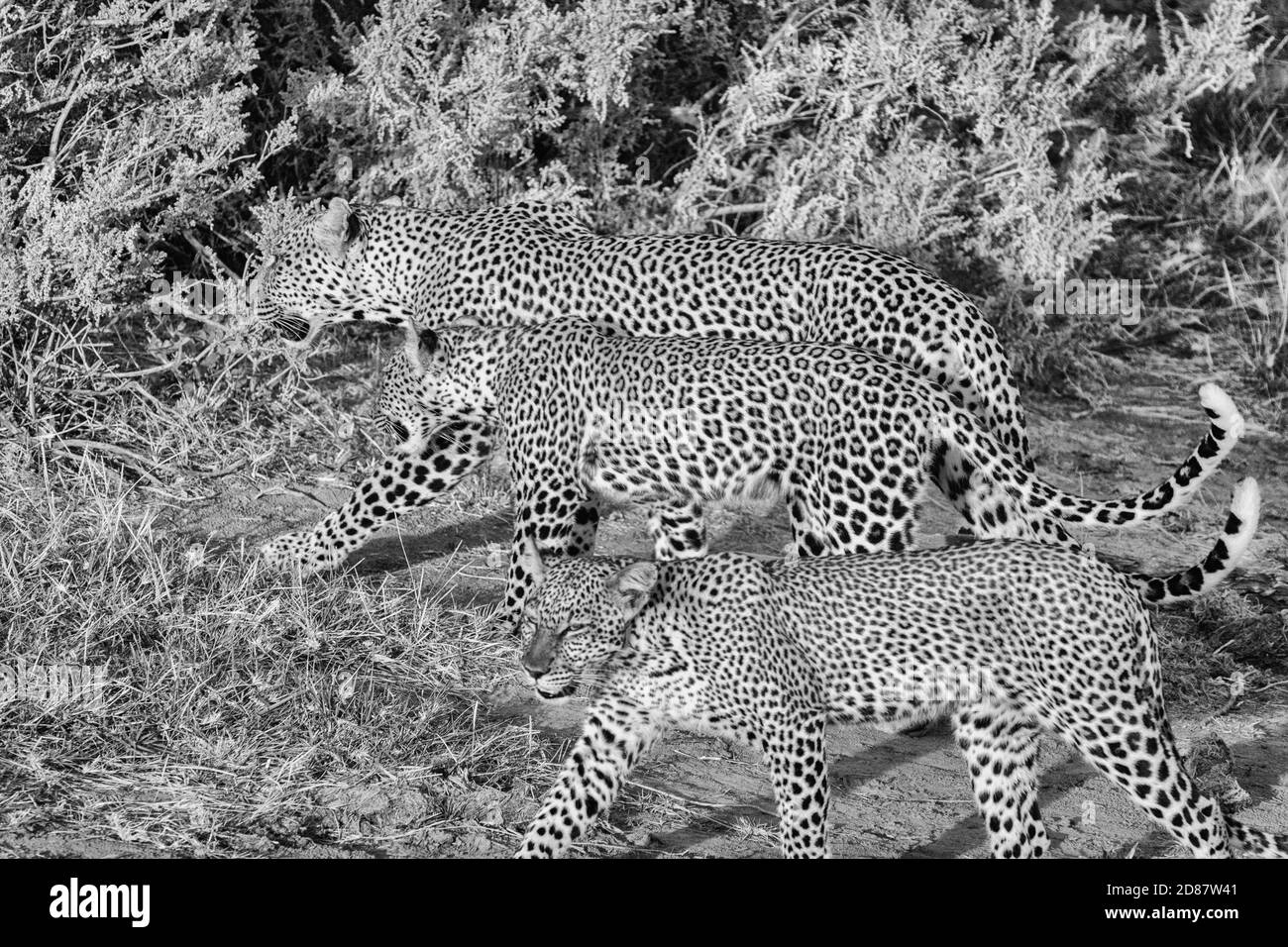 Black and white image of three young leopards on the prowl in Samburu National Park, Kenya Stock Photo