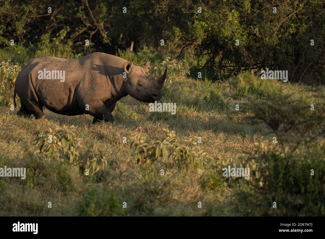 One black rhino, side view, at Samburu National Park, Kenya Stock Photo