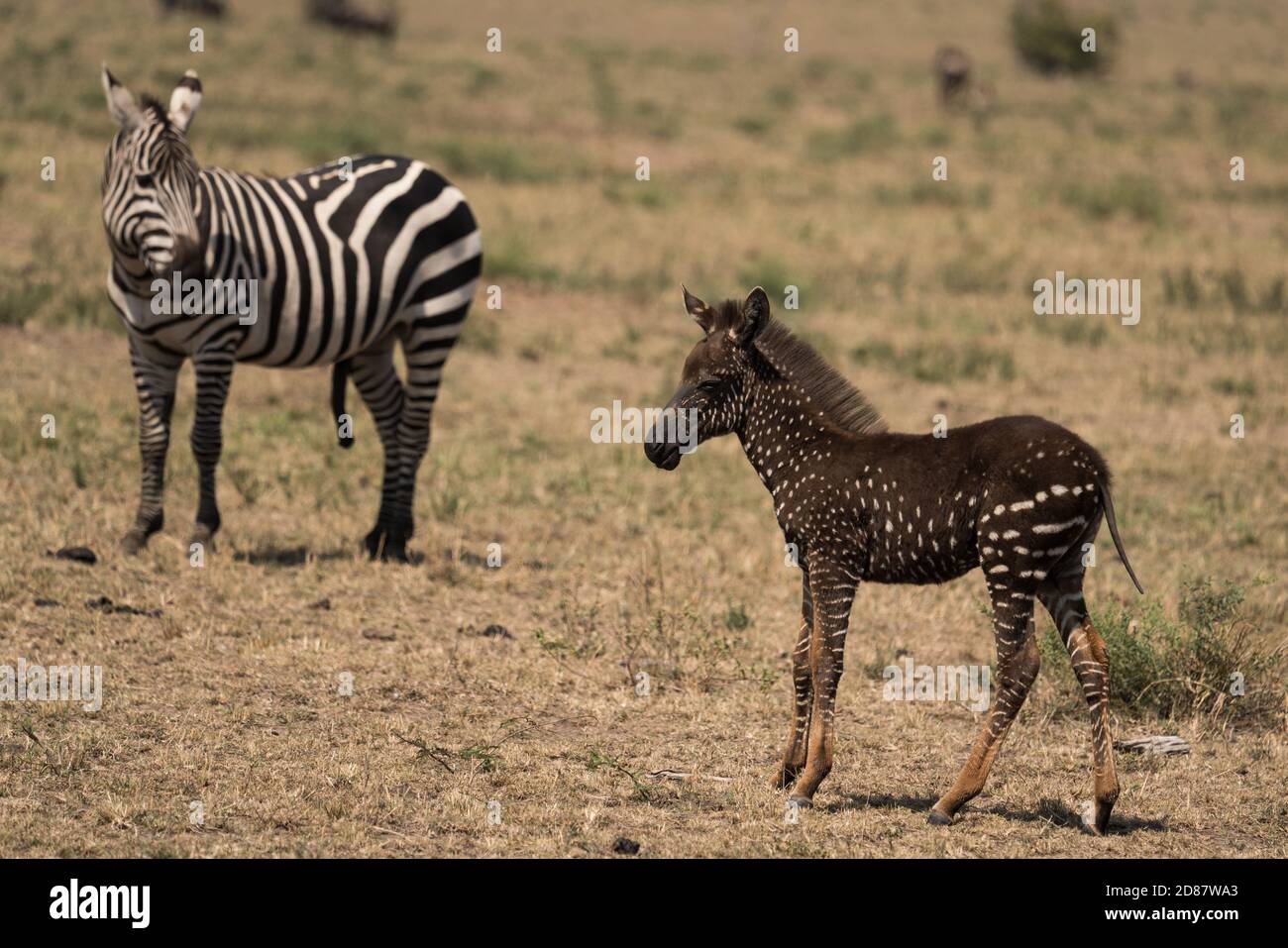 The Rare Spotted Zebra Tira With An Adult Male Zebra From Their Herd In The Maasai Mara 6088