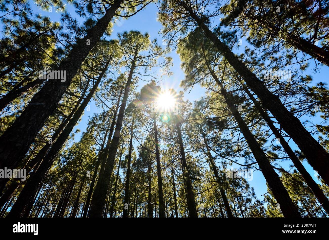 Very High Pine Wood Forest Stock Photo - Alamy