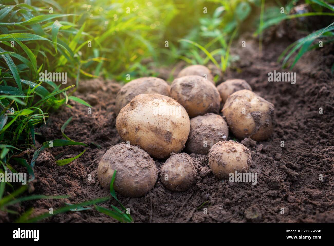 Fresh organic potatoes in the field,harvesting potatoes from soil. Stock Photo