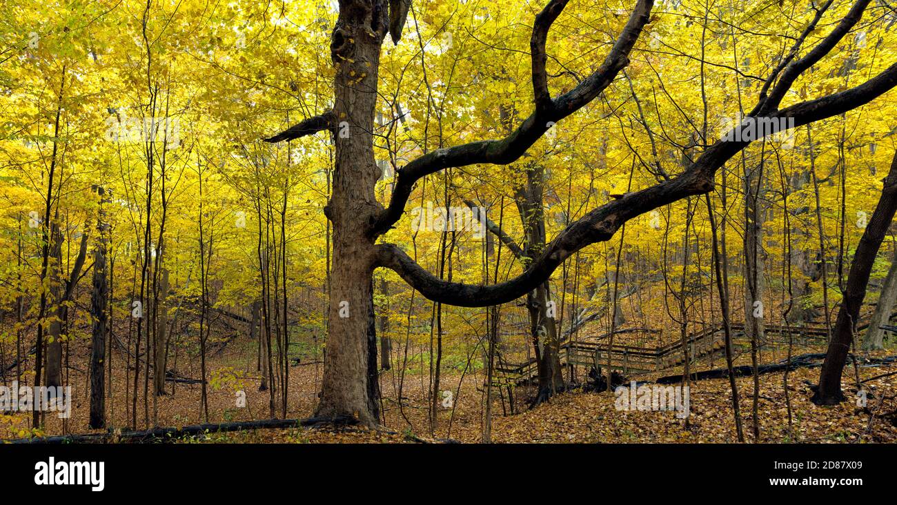 Canopy Of Yellow Leaves High Resolution Stock Photography and Images ...