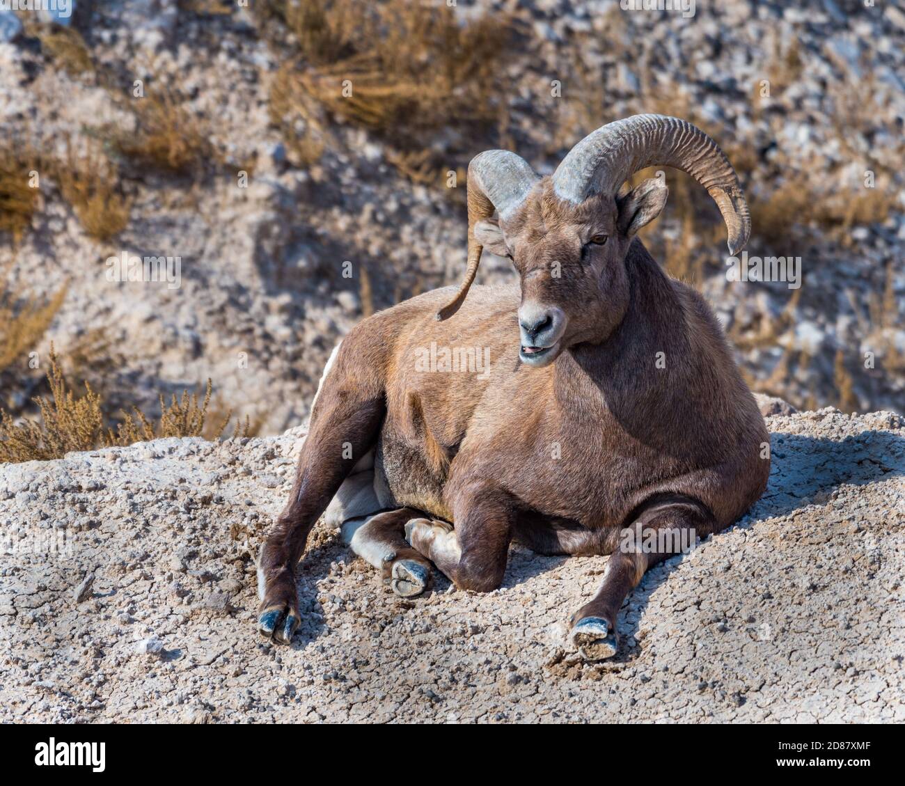 Bighorn Sheep Lying Down in The Badlands Stock Photo