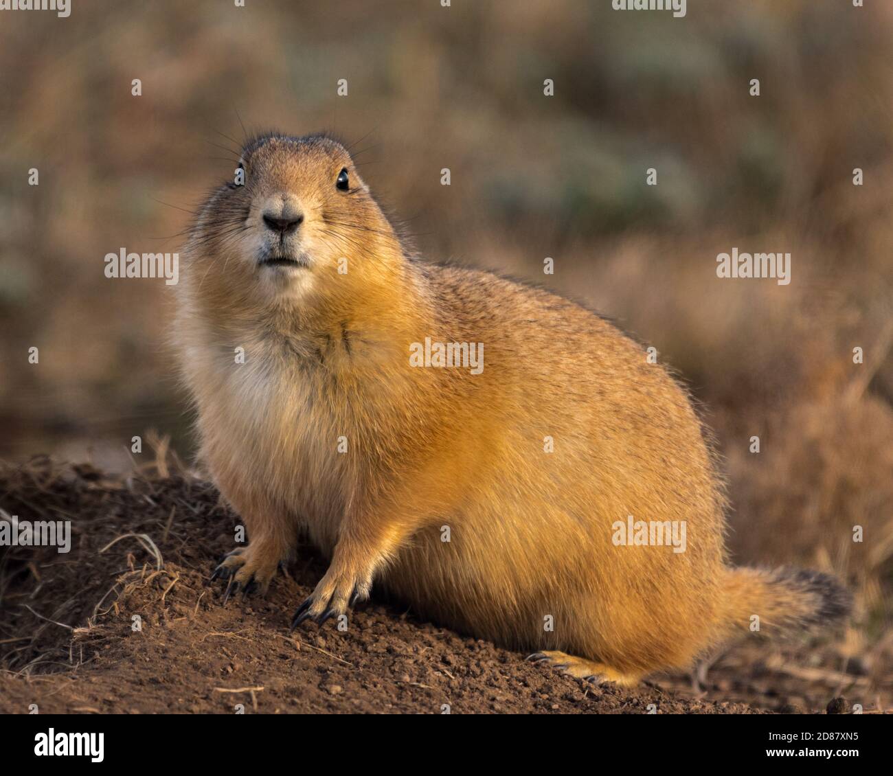 Cautious Prairie Dog Watches for Trouble Stock Photo