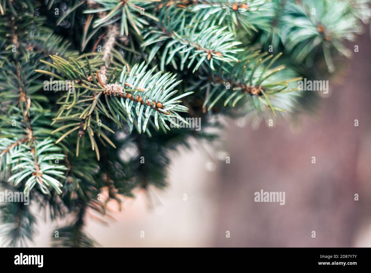 green branch of Christmas tree, New Year background with copy space for ...
