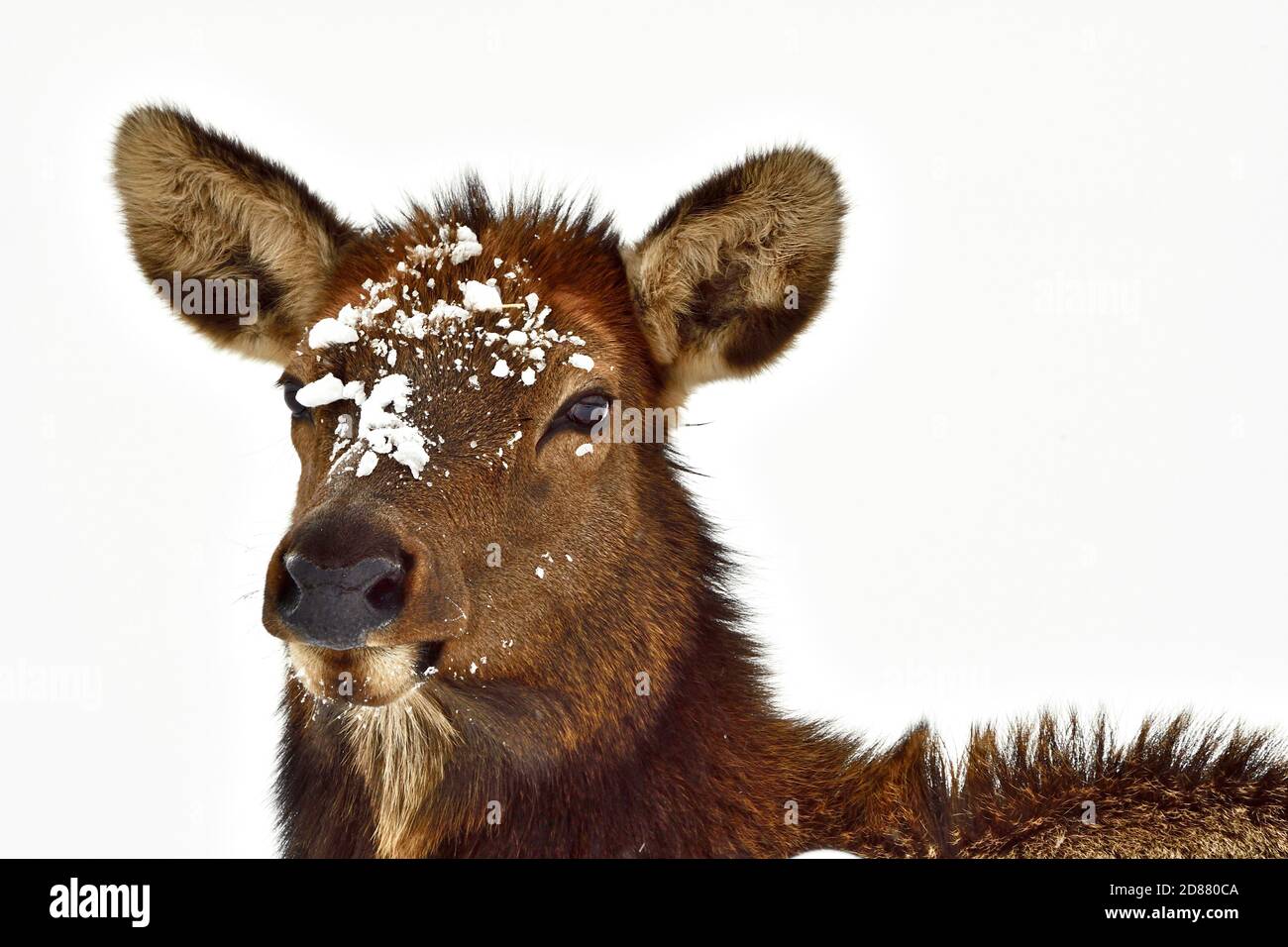 A portrait image of a female elk 'Cervus elaphus', face and head on a white background in rural Alberta Canada Stock Photo
