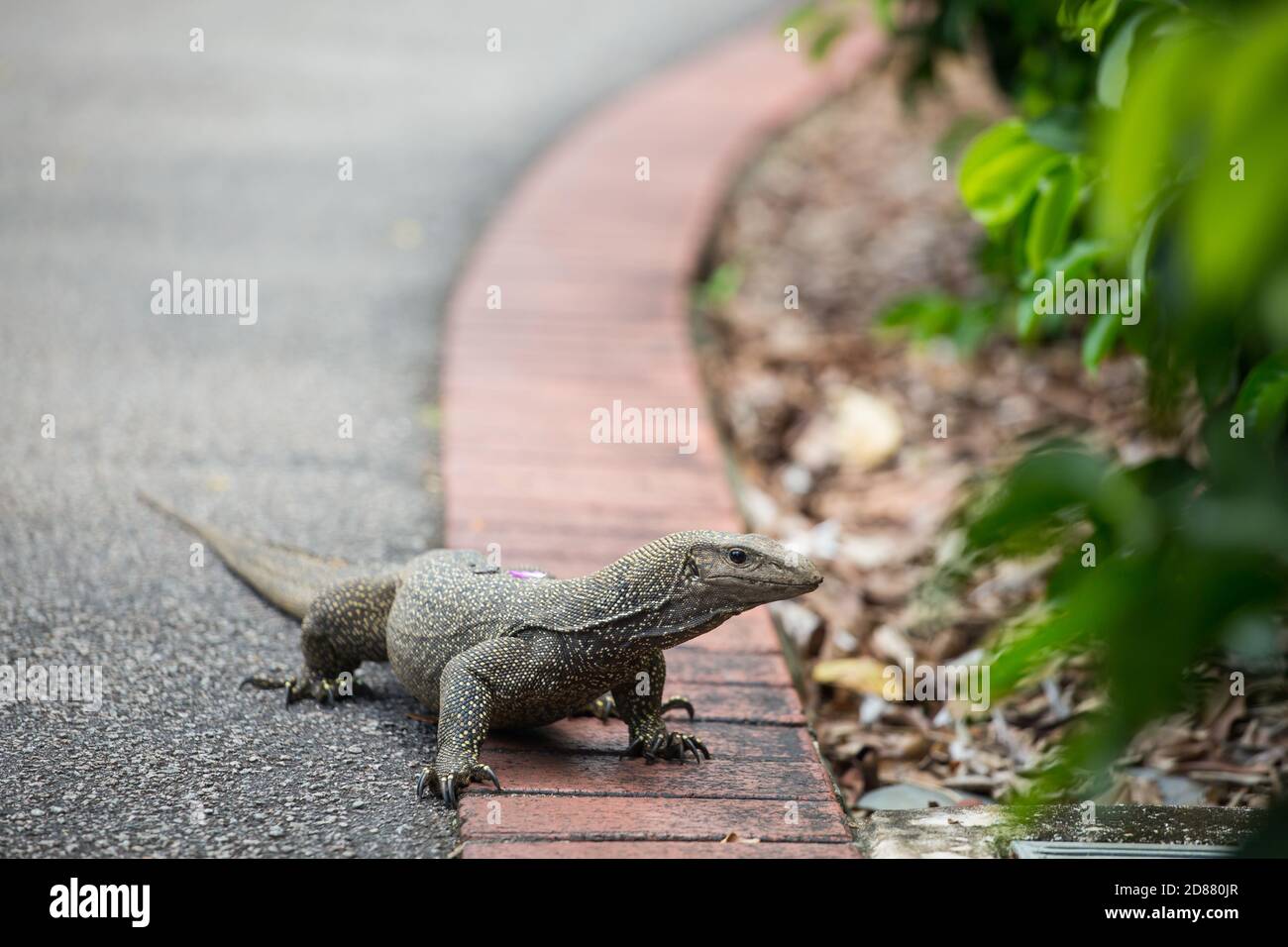 A medium size wild monitor lizard emerge from bush and taking a walk on the pavement, a very common sight at Singapore Botanic Gardens. Stock Photo