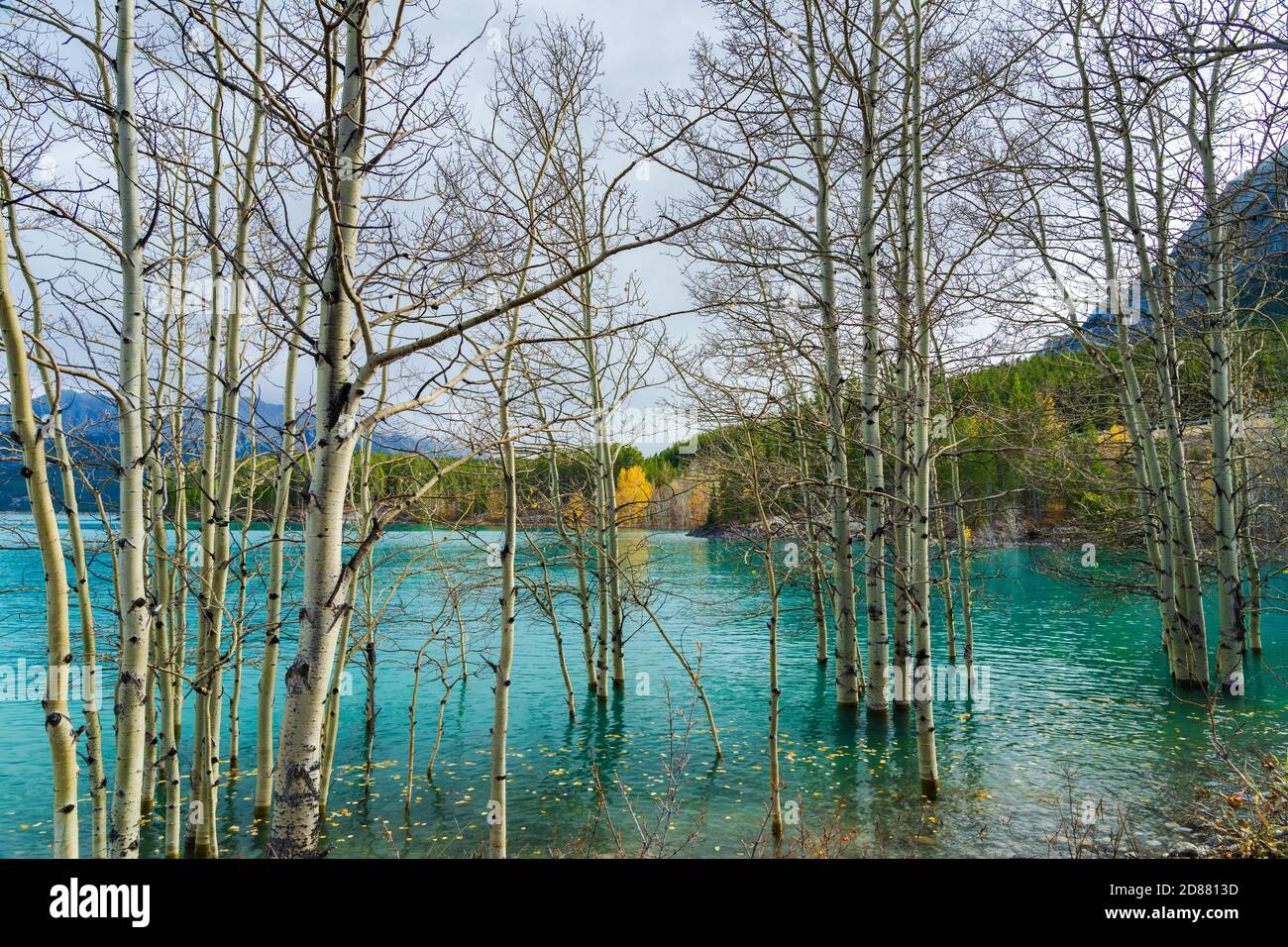 Dried Birch Branches and fallen golden foliage on the emerald green water surface. Scenery view at Abraham lake shore in autumn season. Jasper. Stock Photo
