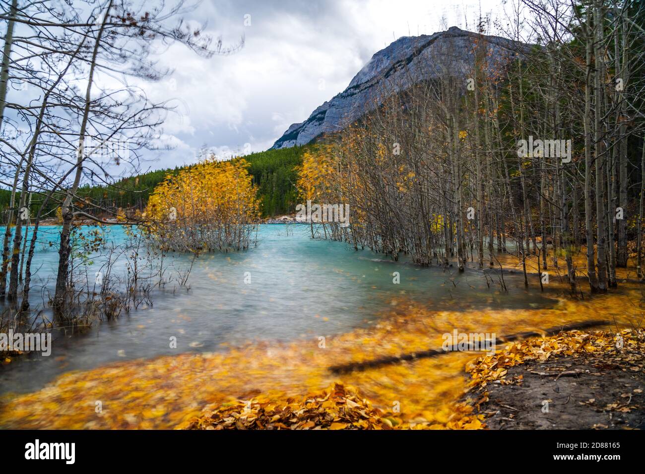 Dried Birch Branches and fallen golden foliage on the emerald green water surface. Scenery view at Abraham lake shore in autumn season. Jasper Stock Photo