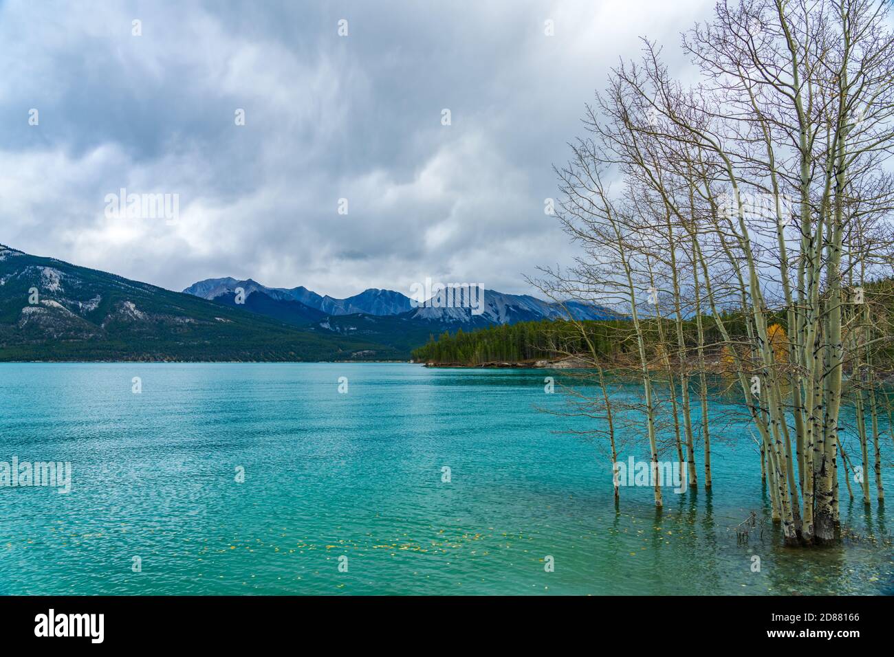 Dried Birch Branches and fallen golden foliage on the emerald green water surface. Scenery view at Abraham lake shore in autumn season. Jasper. Stock Photo