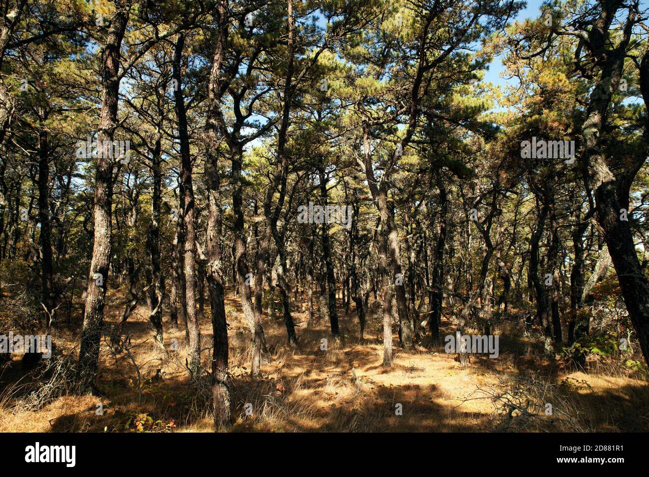 A grove of scrub pines, native to Cape Cod, grows in the mid cape area, near the Cape Cod National Seashore in Massachusetts. Stock Photo