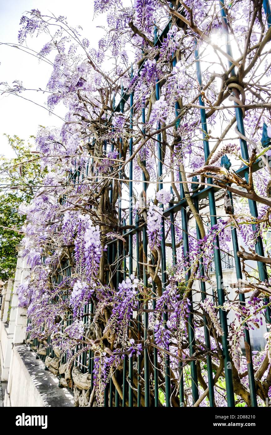 Purple trees lisbon hires stock photography and images Alamy