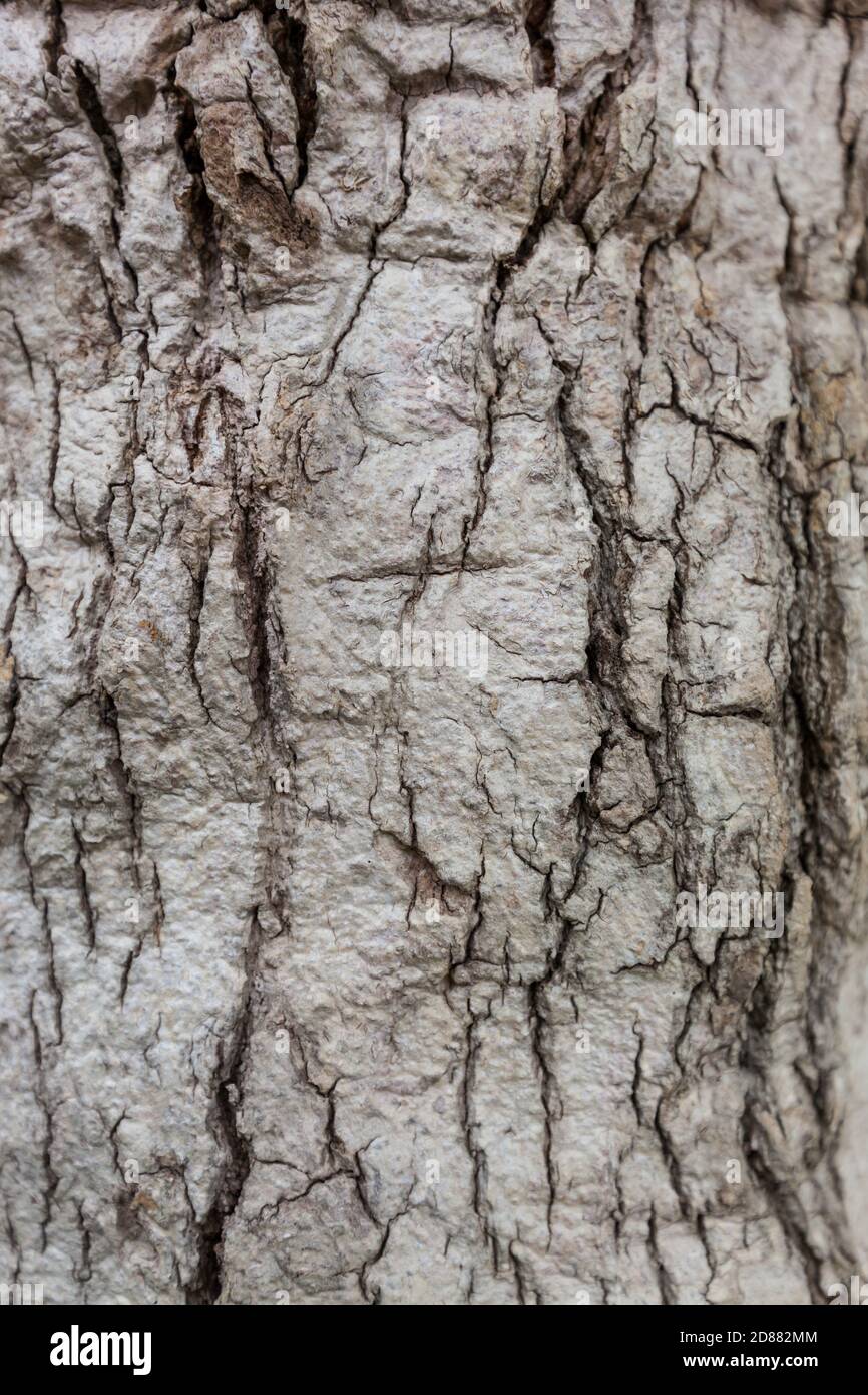 Old Wood Tree Texture Background Pattern Stock Photo - Alamy