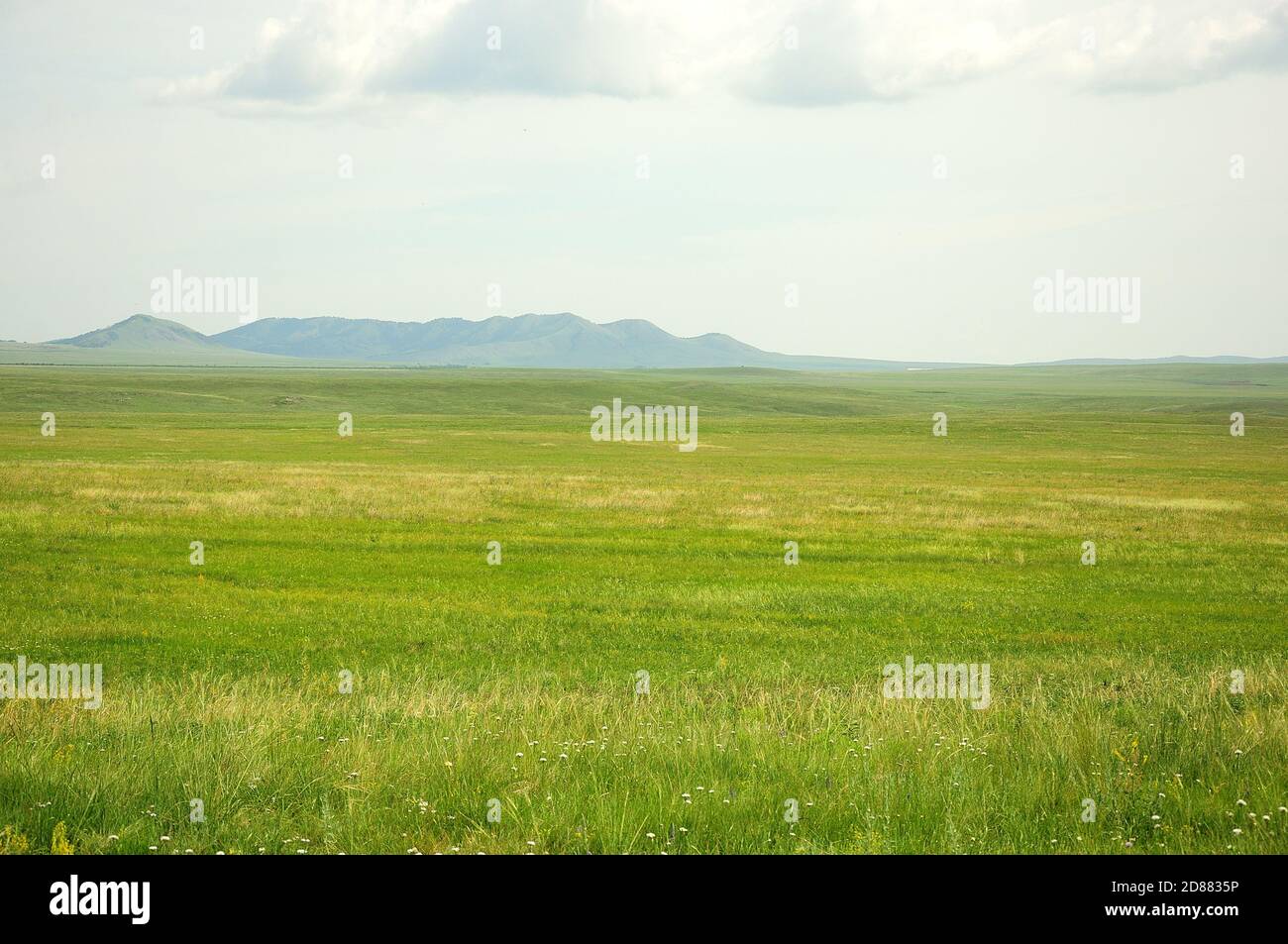 A Long Long Steppe Overgrown With Green Grass Stretches In A Valley At 