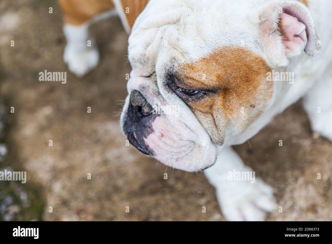 Are English Bulldogge Aggressive