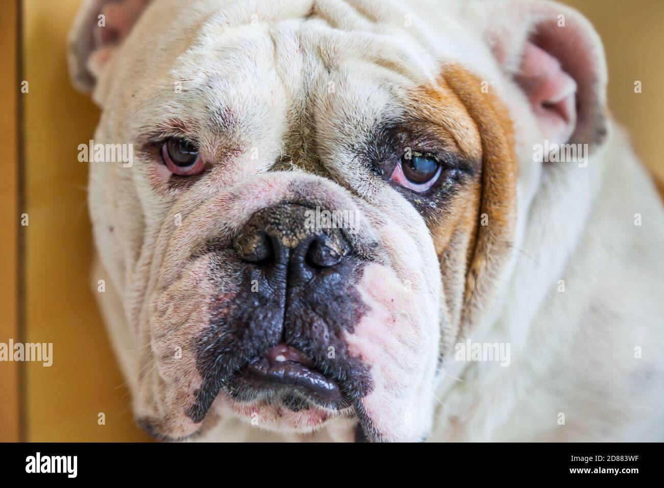 Are English Bulldogge Aggressive