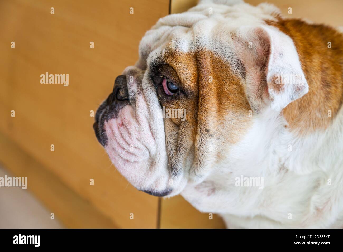 Are English Bulldogge Aggressive