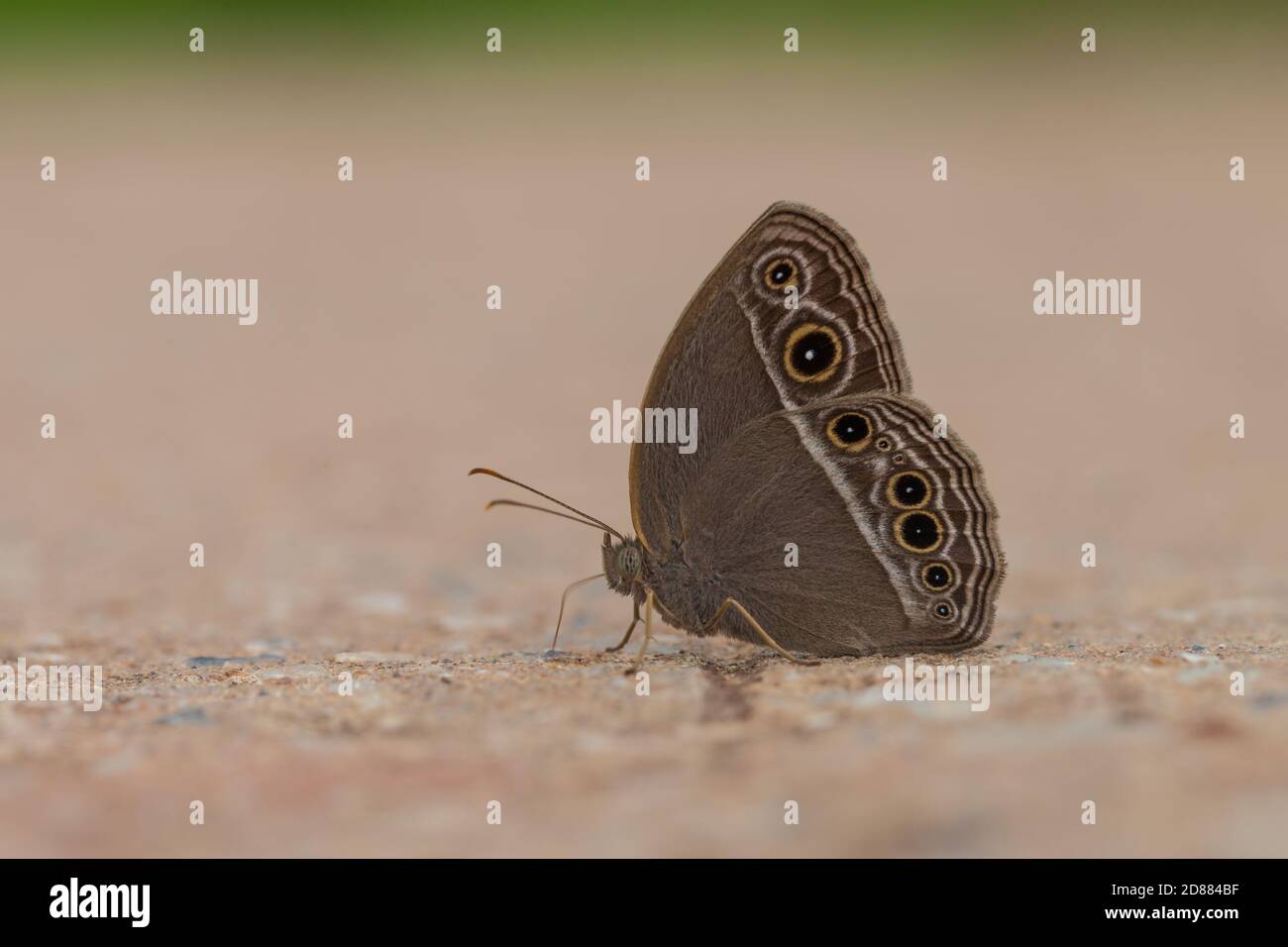 Beautiful Butterfly, Common Evening Brown Butterfly Stock Photo Alamy