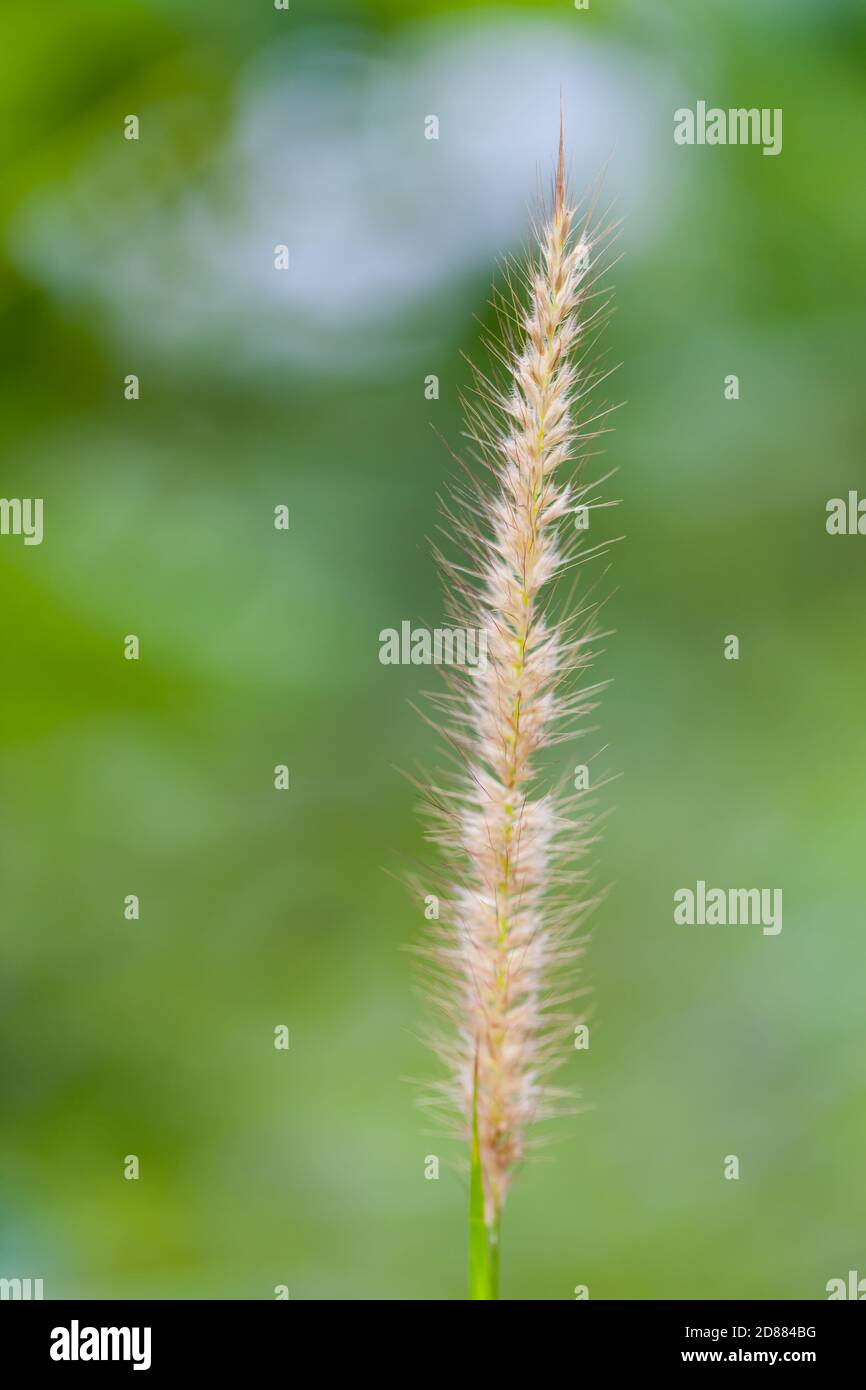 Feather Grass or Needle Grass< Nature Stock Photo