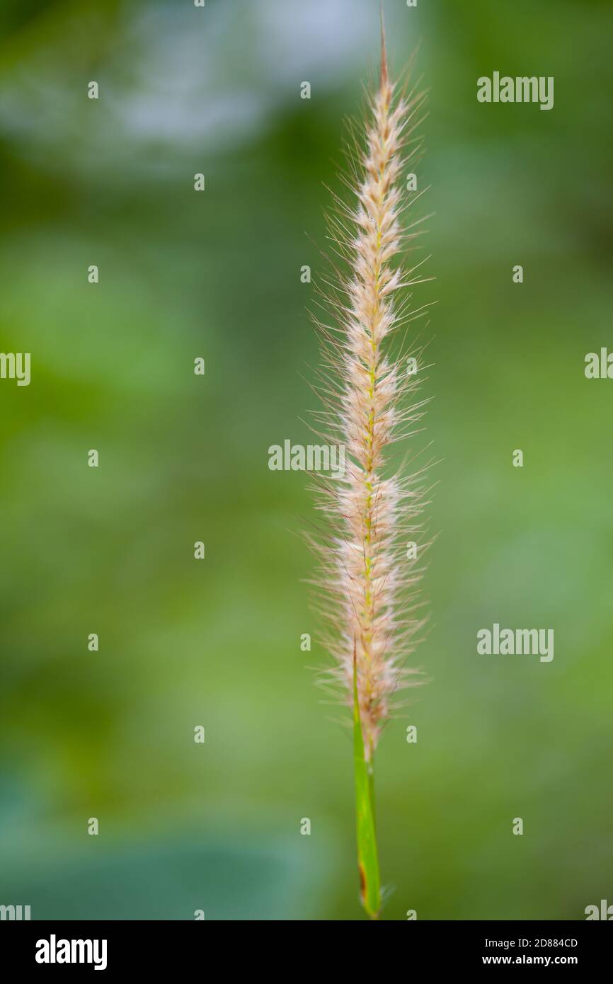 Grass needle hires stock photography and images Alamy