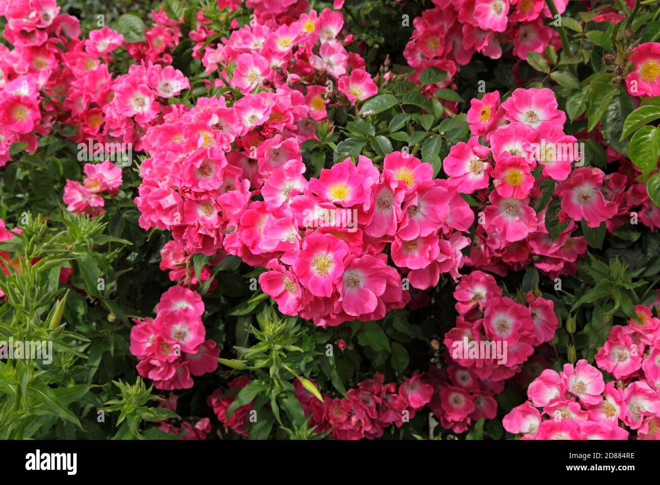 American Pillar Rose, Rosaceae, Rosa, Rambling Rose Stock Photo