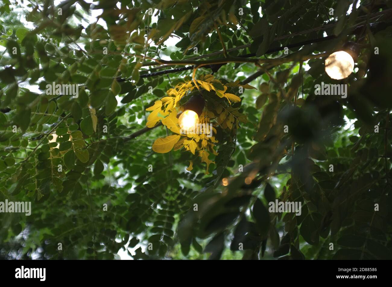 Light through leaves and branches , Natural background Stock Photo Alamy