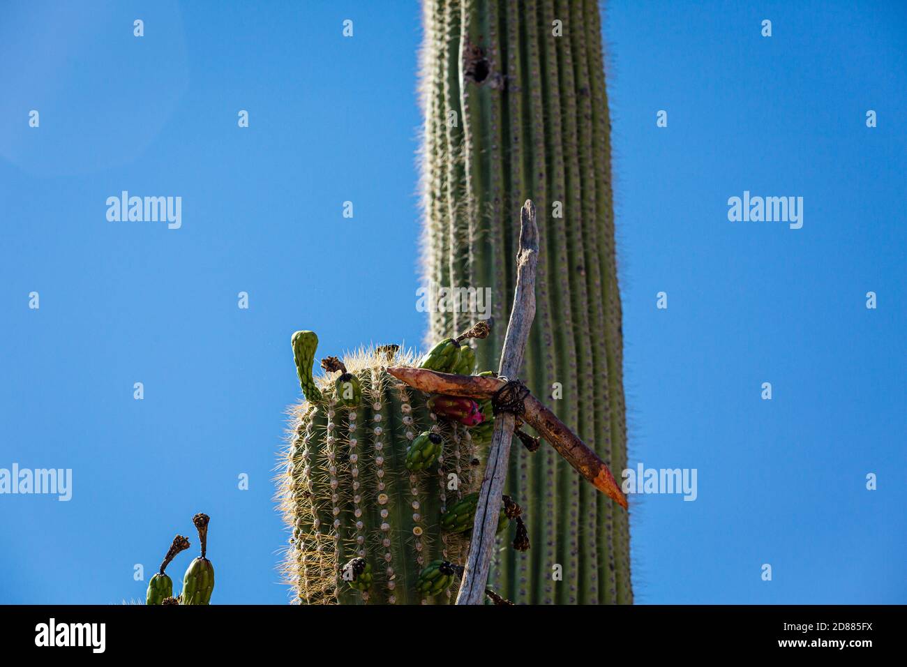 These Ku’ipad (saguaro ribs with cross members) are used to harvest saguaro fruit in a traditional harvest by the Tohono O’odham. (a Native American p Stock Photo