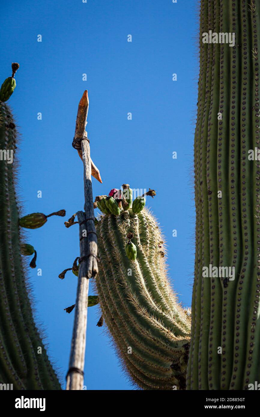 These Ku’ipad (saguaro ribs with cross members) are used to harvest saguaro fruit in a traditional harvest by the Tohono O’odham. (a Native American p Stock Photo