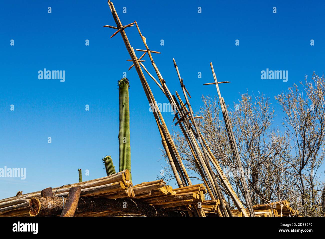 These Ku’ipad (saguaro ribs with cross members) are used to harvest saguaro fruit in a traditional harvest by the Tohono O’odham.(a Native American pe Stock Photo