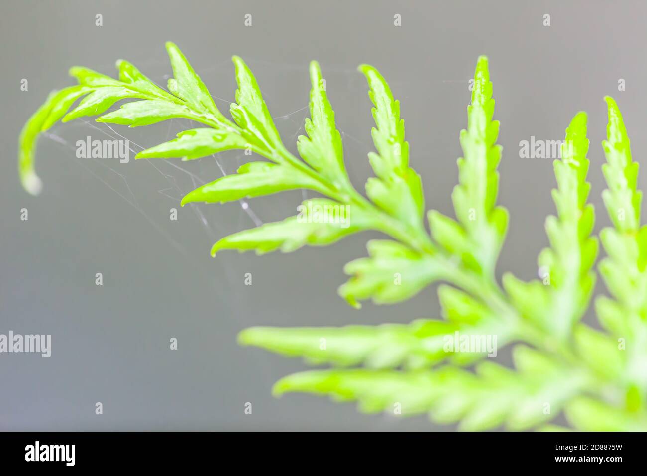 Backdrop Of Bright Ferns High Resolution Stock Photography and Images ...