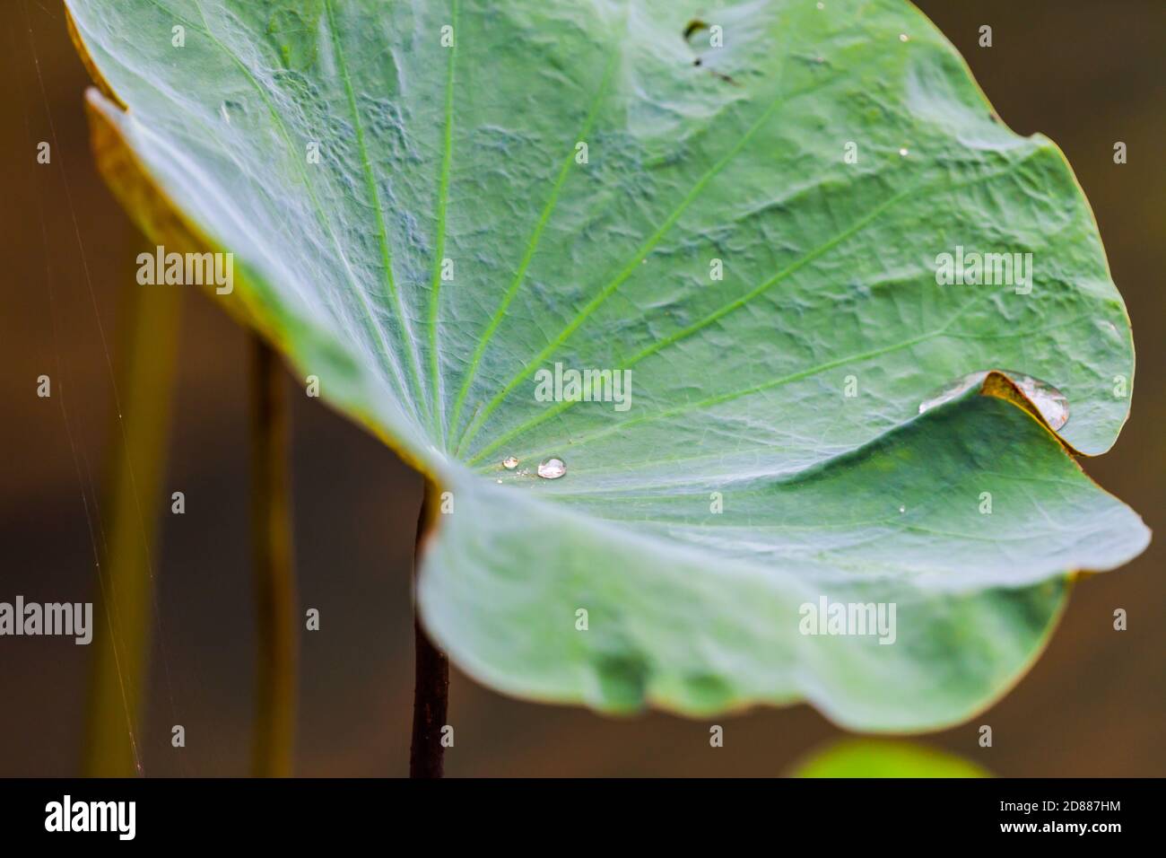 Green Lotus leaf with water drop as background Stock Photo - Alamy