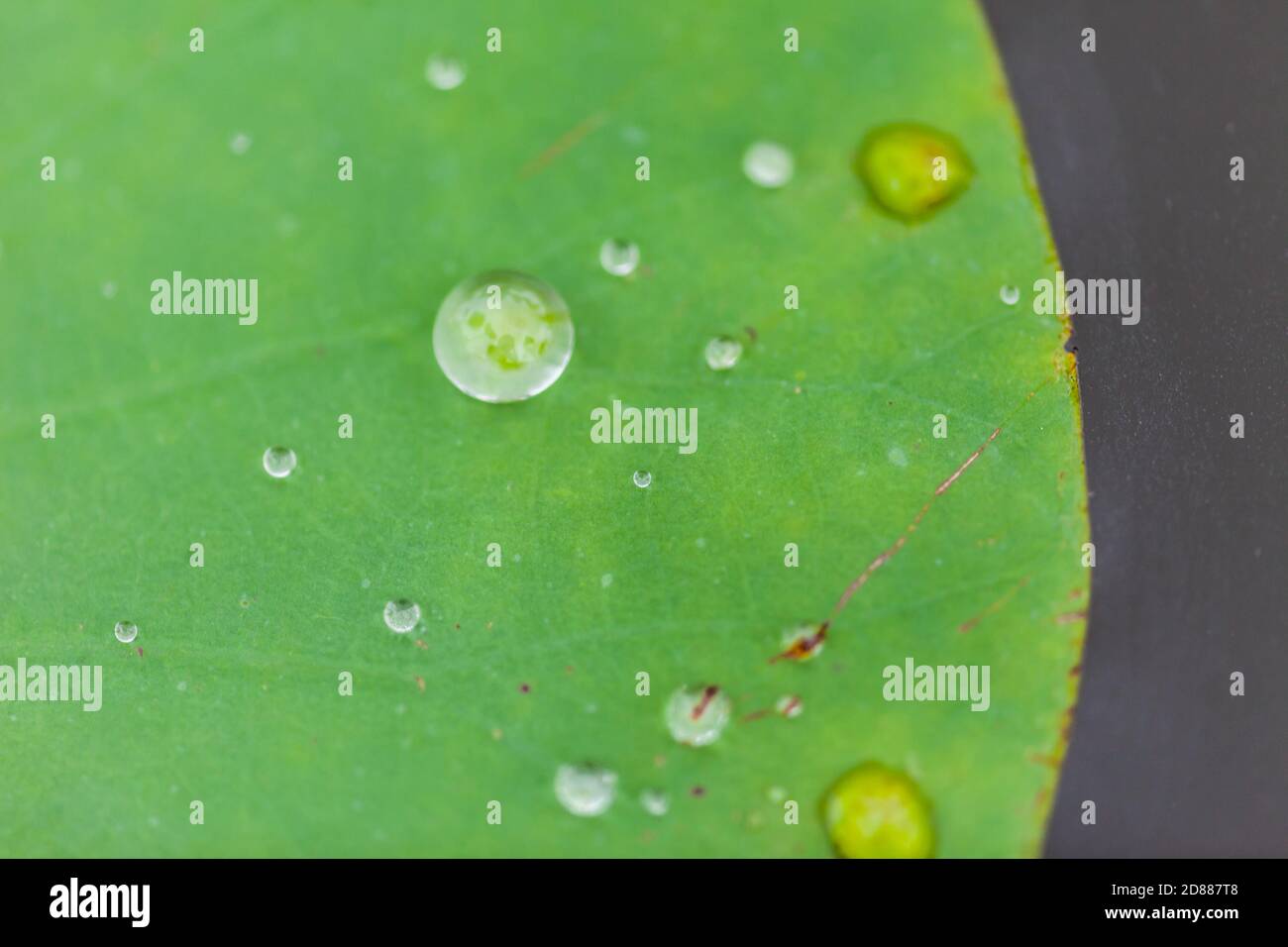 Green Lotus leaf with water drop as background Stock Photo - Alamy