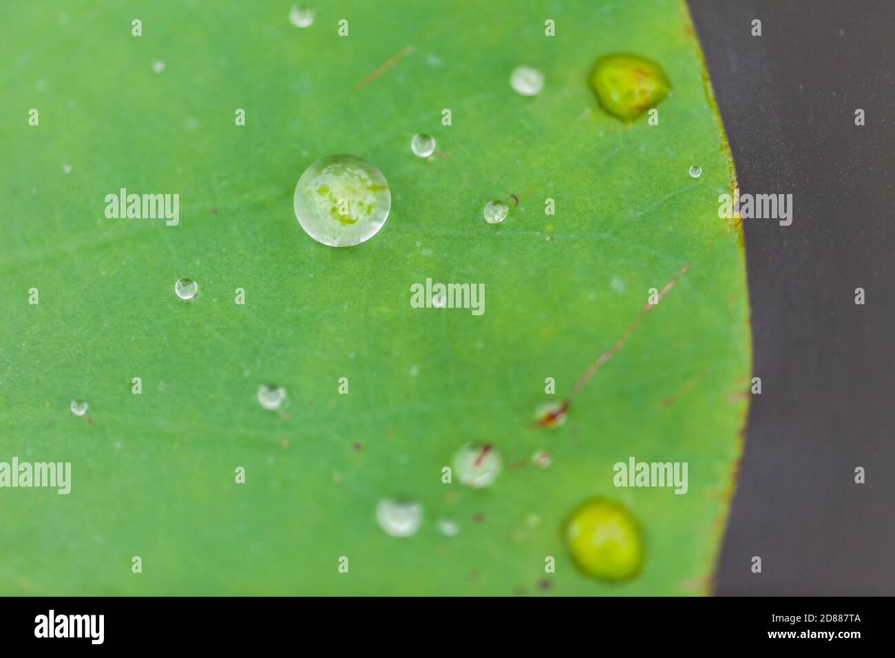 Green Lotus leaf with water drop as background Stock Photo - Alamy