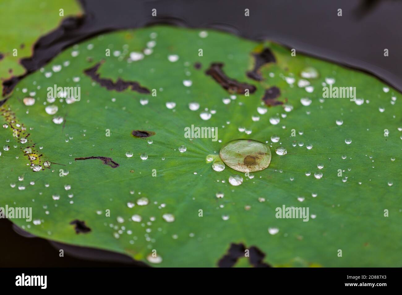 Green Lotus leaf with water drop as background Stock Photo - Alamy