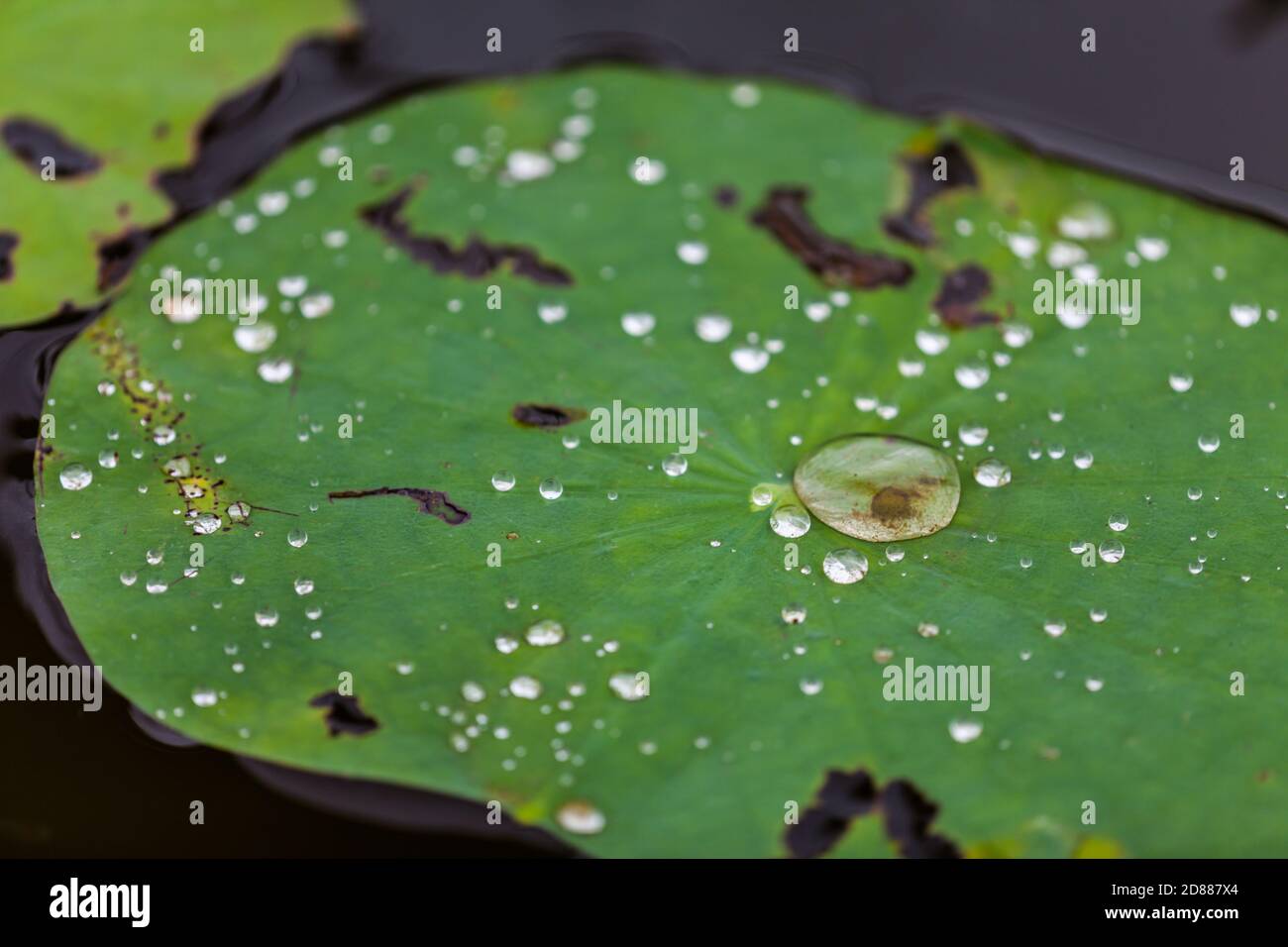 Green Lotus leaf with water drop as background Stock Photo - Alamy