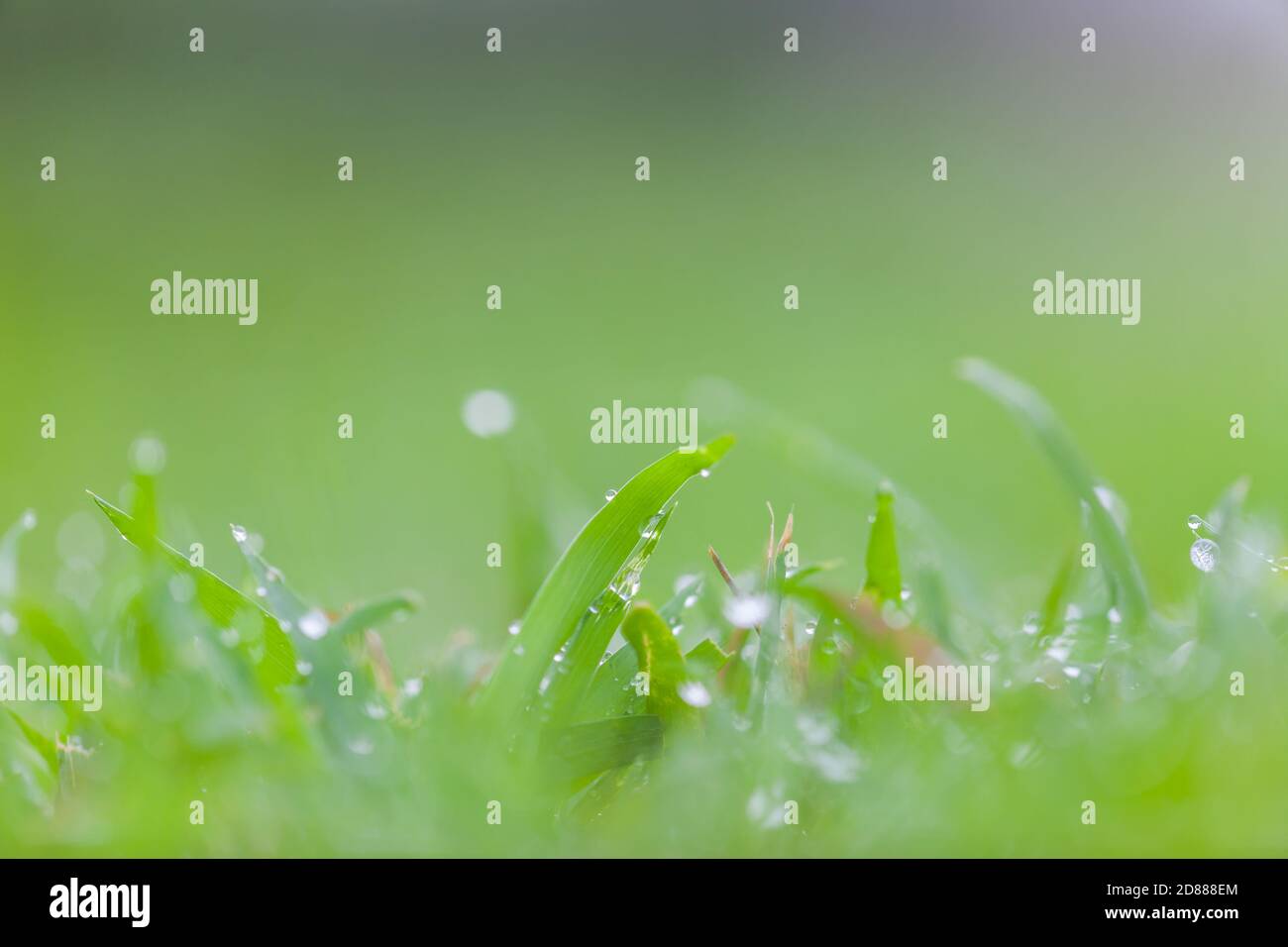 Fresh green grass with water drops for background Stock Photo - Alamy