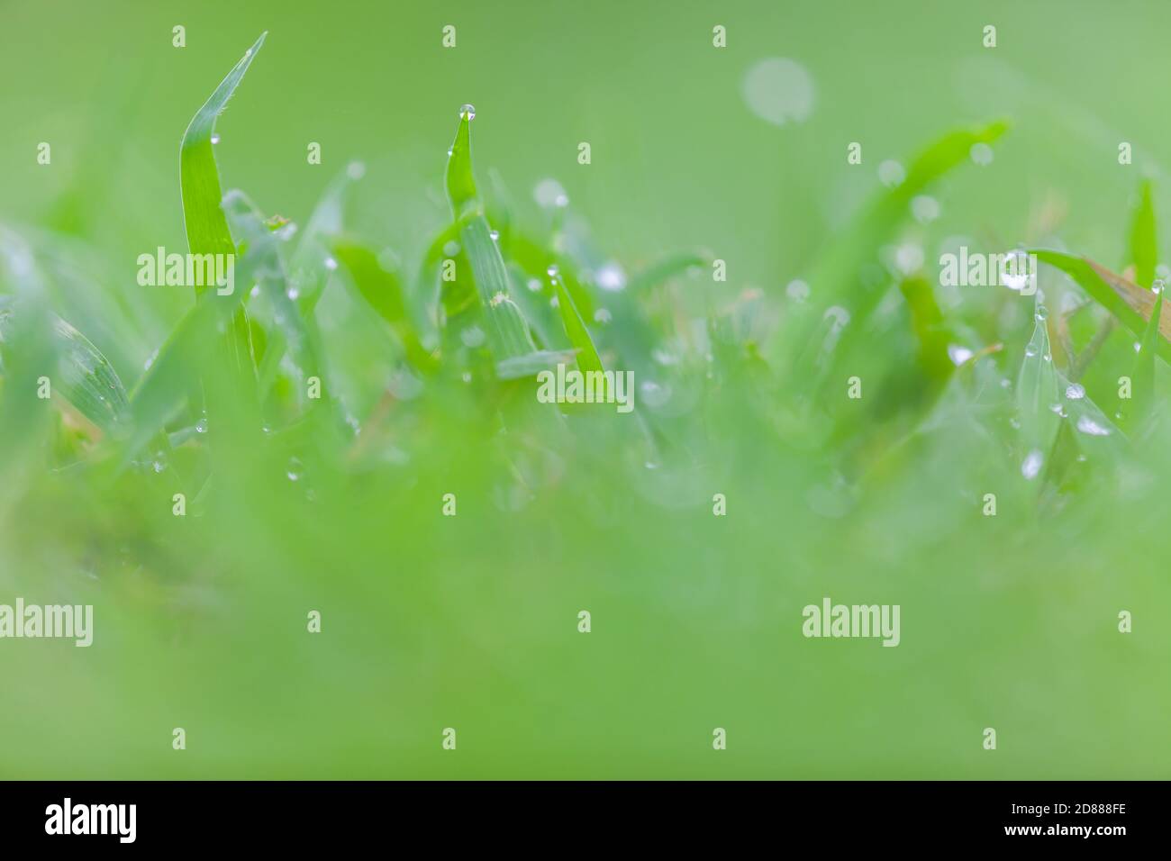 Fresh green grass with water drops for background Stock Photo - Alamy