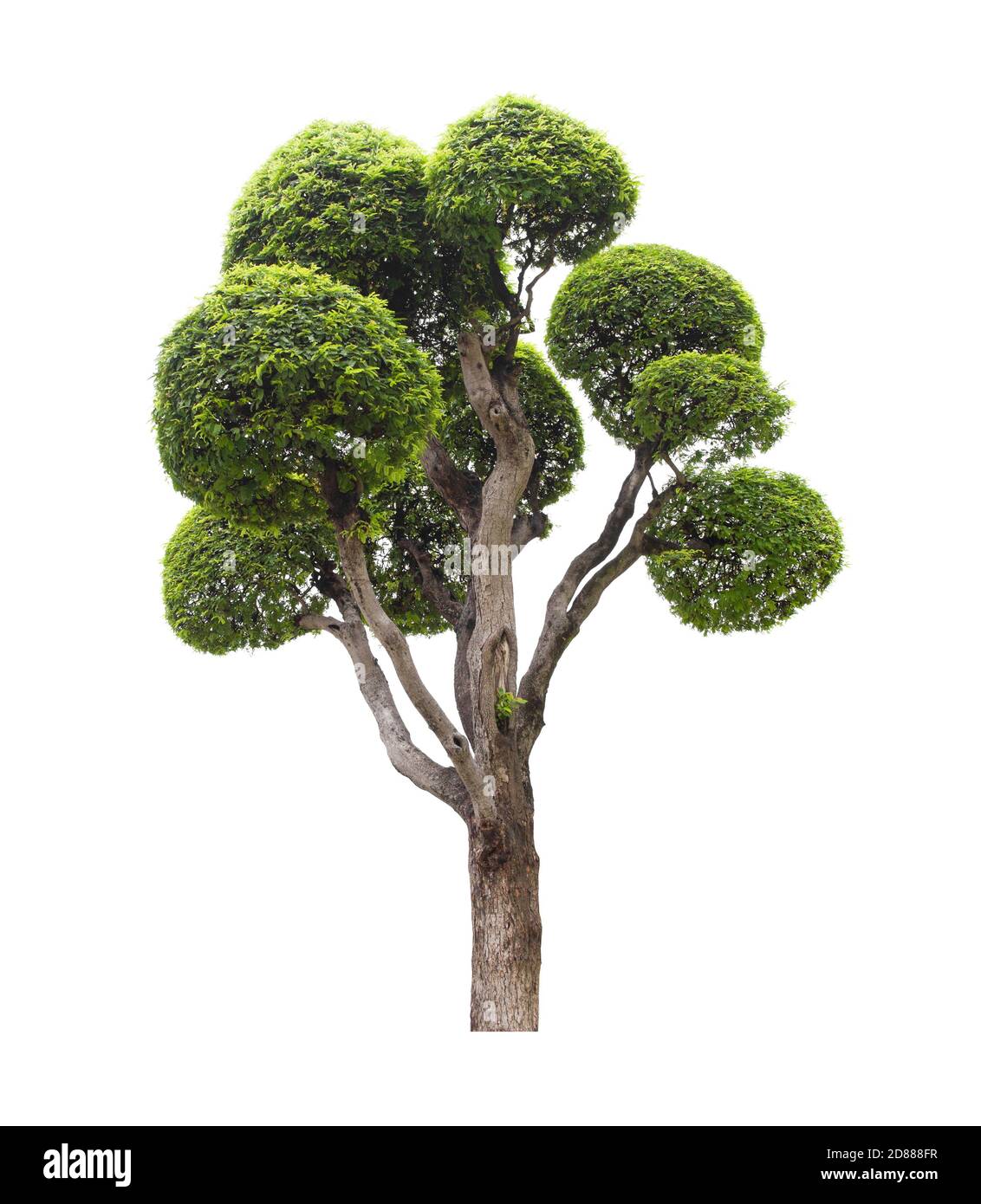 Beautiful green tree isolated on white background Stock Photo - Alamy