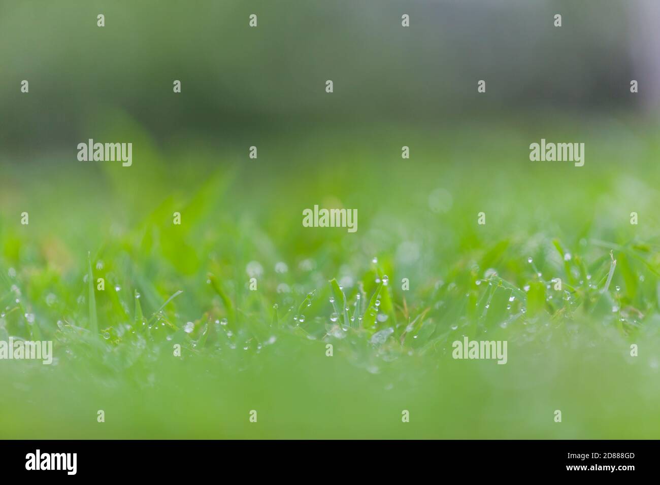 Fresh green grass with water drops for background Stock Photo - Alamy