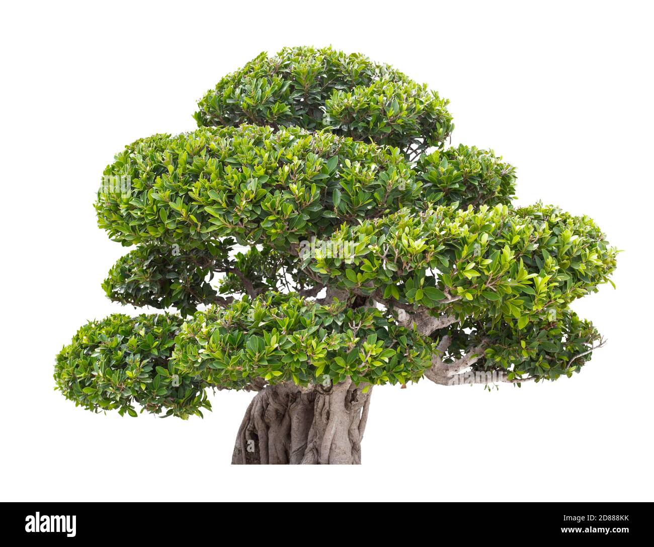 Beautiful green tree isolated on white background Stock Photo - Alamy