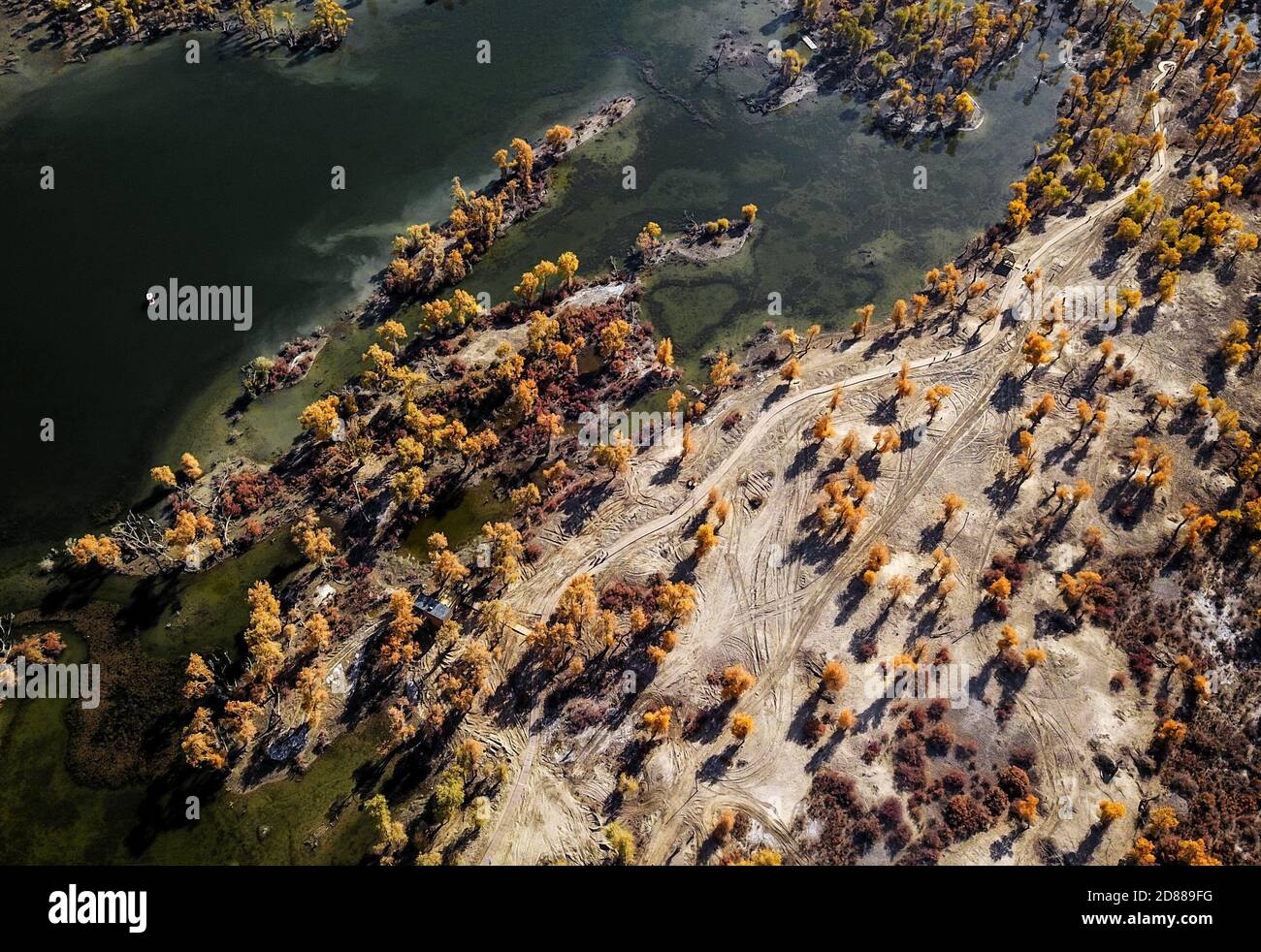 Shaya, China. 27th Oct, 2020. The beauty of primeval euphrates poplar forest beside the Tarim river in Shaya, Xinjiang, China on 27th October, 2020.(Photo by TPG/cnsphotos) Credit: TopPhoto/Alamy Live News Stock Photo