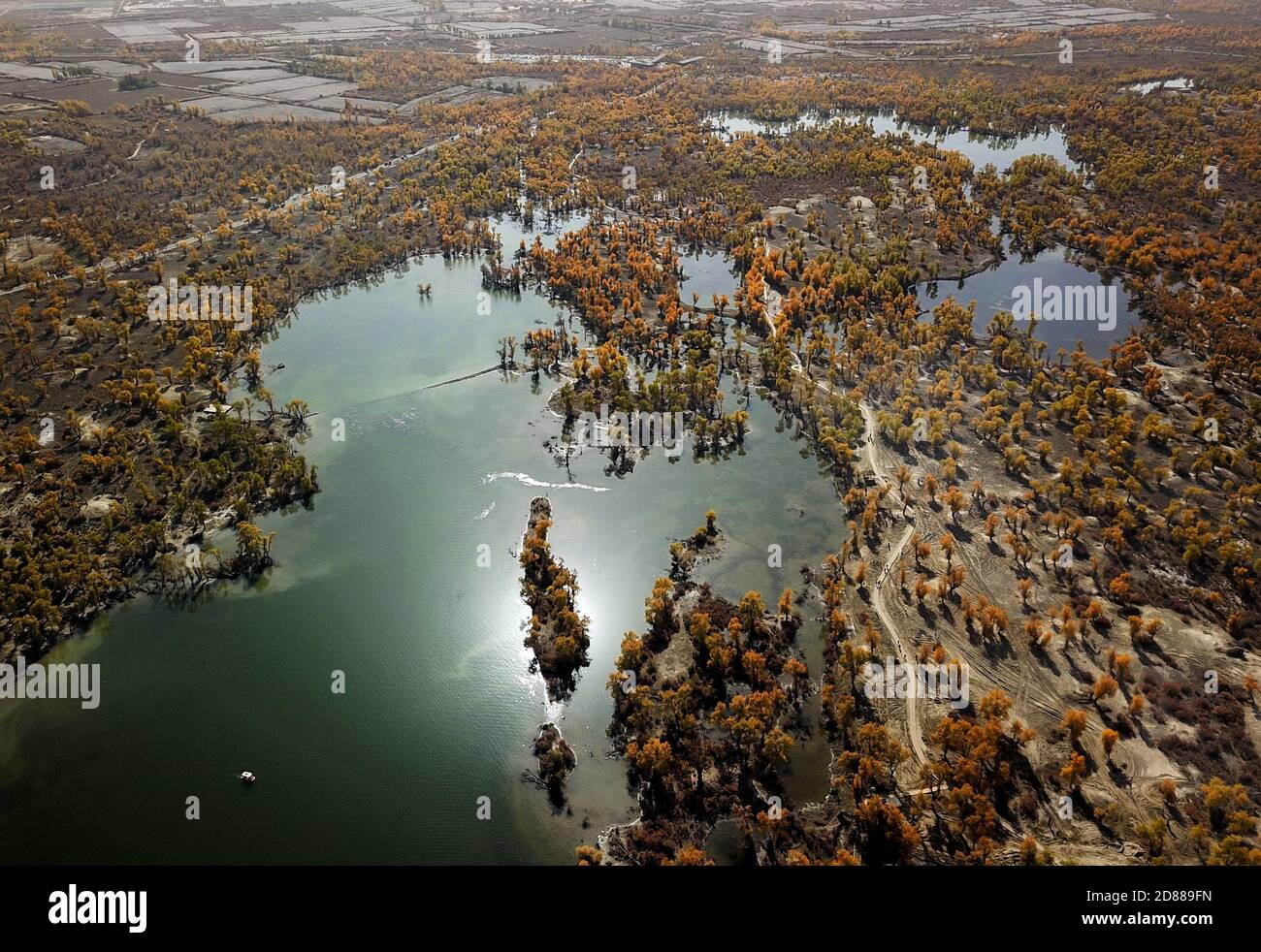 Shaya, China. 27th Oct, 2020. The beauty of primeval euphrates poplar forest beside the Tarim river in Shaya, Xinjiang, China on 27th October, 2020.(Photo by TPG/cnsphotos) Credit: TopPhoto/Alamy Live News Stock Photo