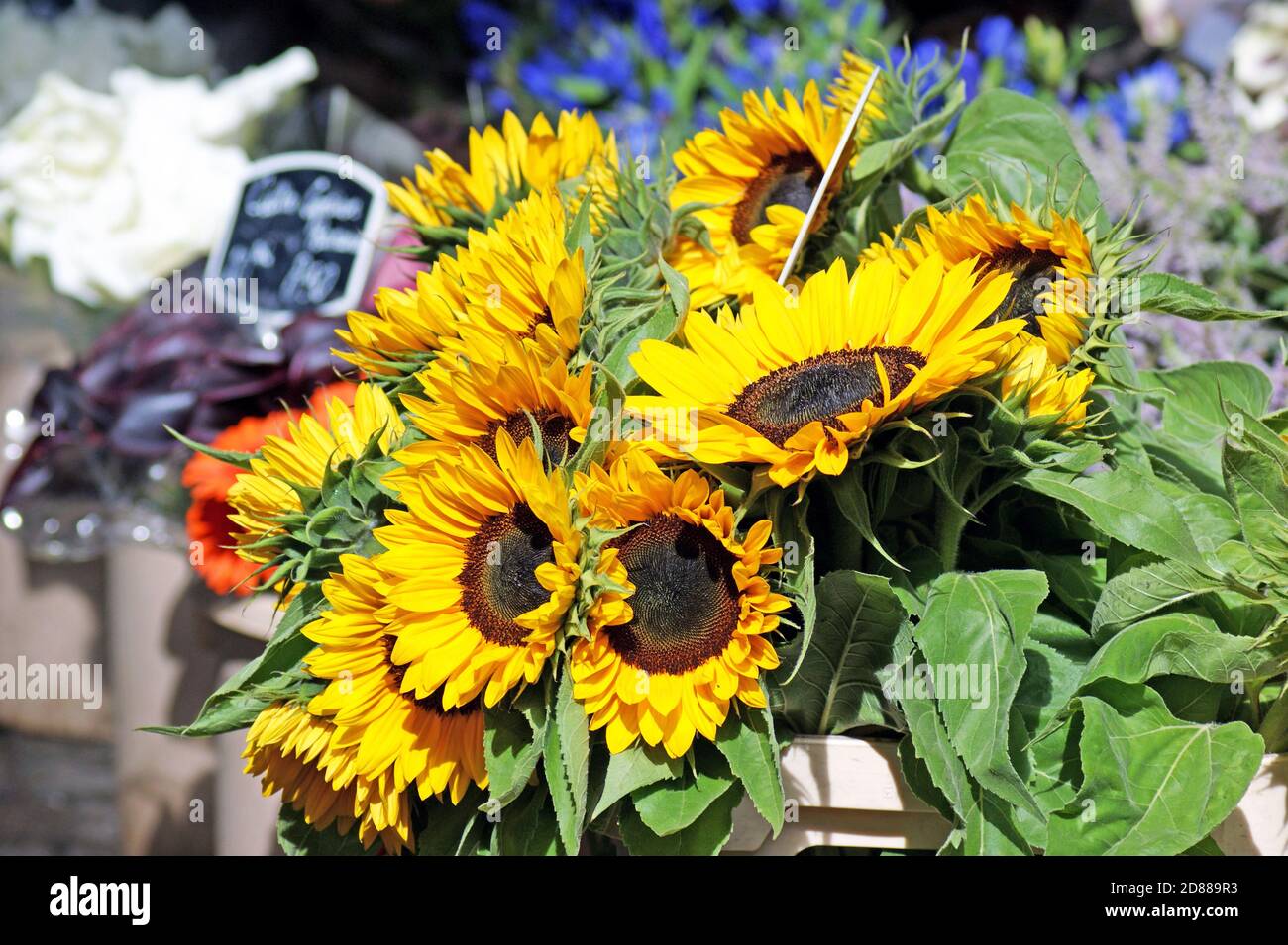 A bouquet of sunflowers on sale in an outdoor market stall in Amsterdam, Holland. Stock Photo