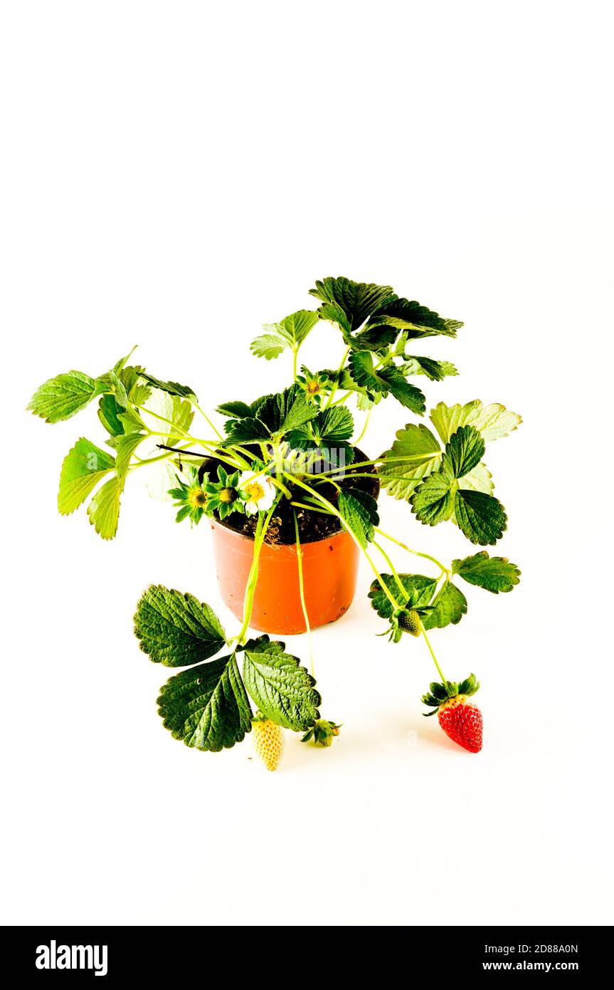 Strawberry plant with roots and soil Stock Photo - Alamy