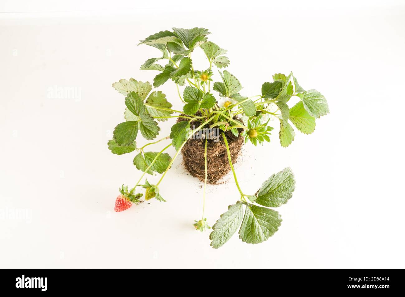 Strawberry plant with roots and soil Stock Photo - Alamy