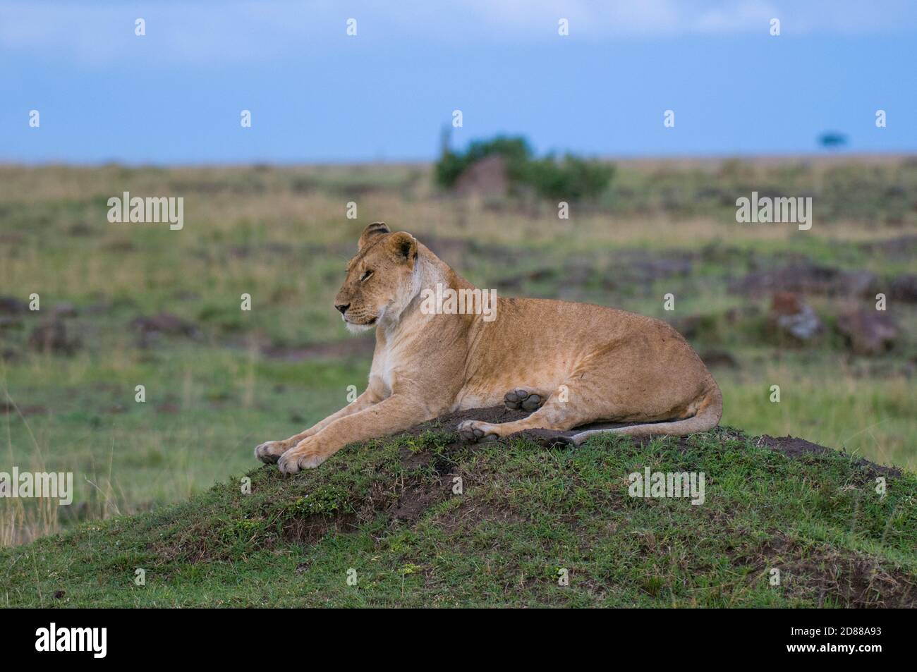 Lioness (Panthera leo), Masai Mara National Reserve, Kenya Stock Photo ...