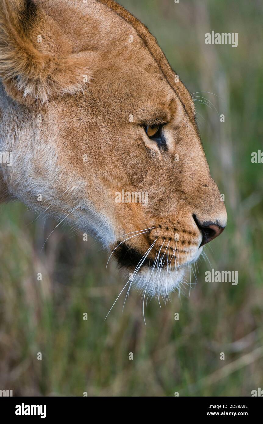 Lioness (Panthera leo), Masai Mara National Reserve, Kenya Stock Photo ...