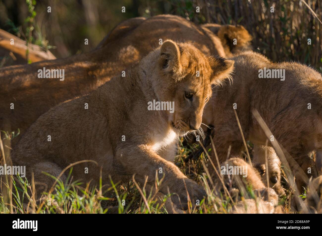 African lion panthera leo cub in masai mara national park hi-res stock ...